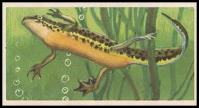 50 The Palmated Newt